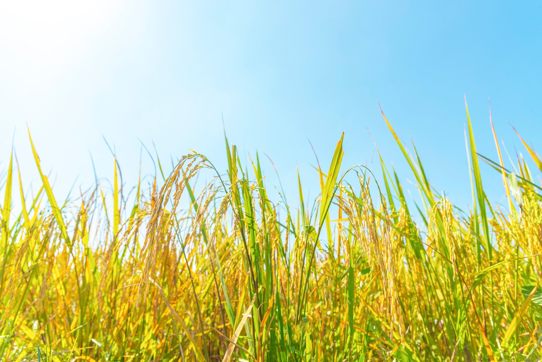 Ear of rice in paddy rice field.